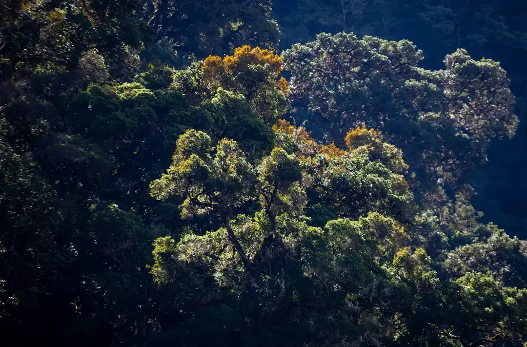 A bird flying over a lush green forest