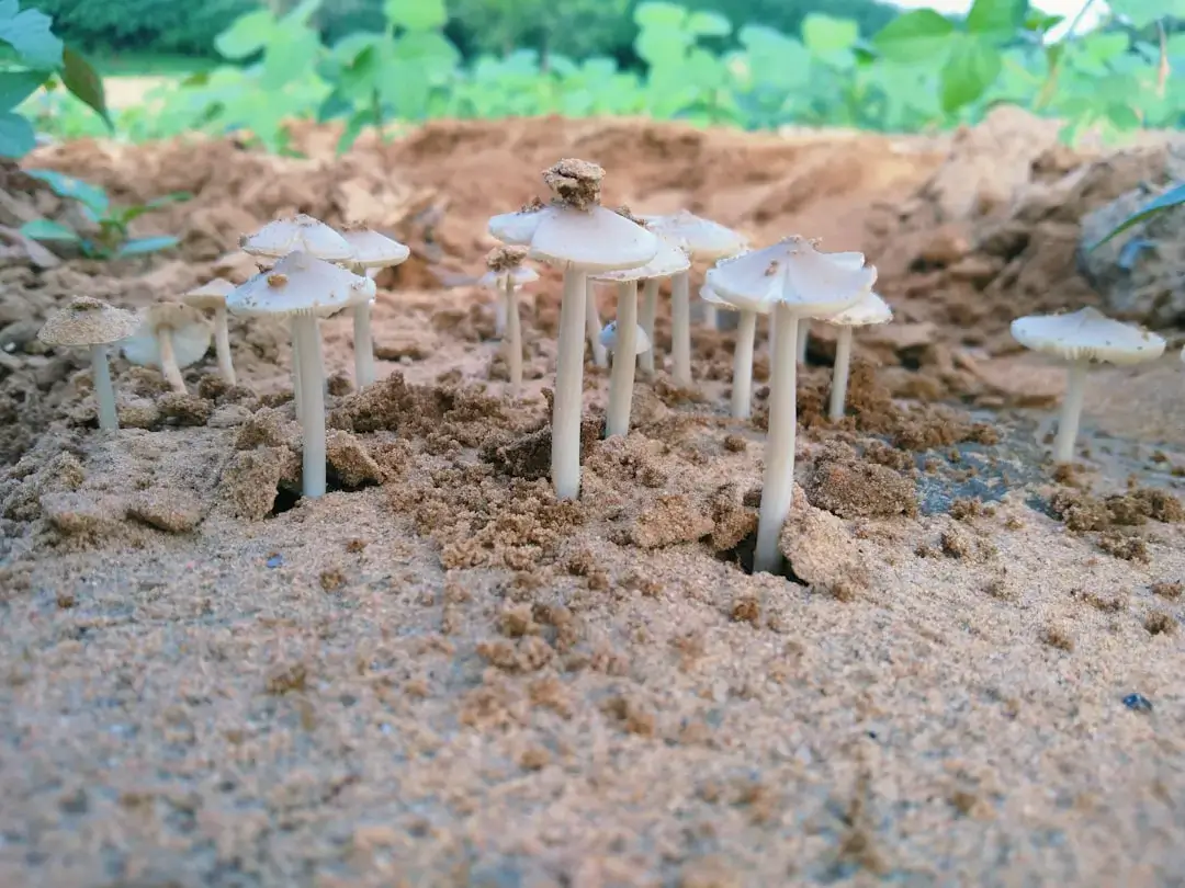 A group of small white mushrooms sitting on top of a dirt field