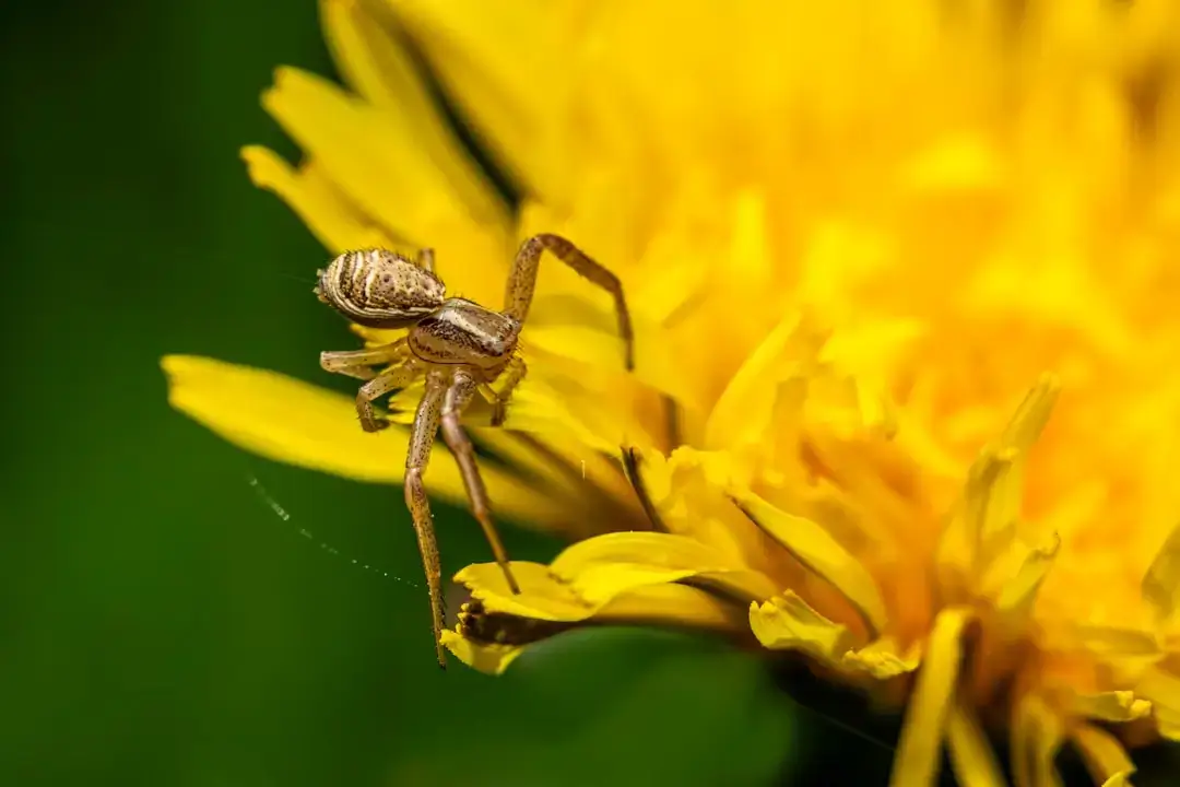 a spider on a yellow flower with a blurry background