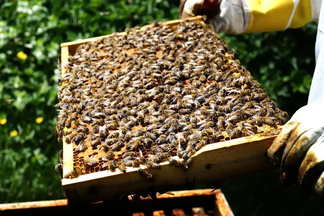A professional beekeeper in protective gear holding a wooden frame filled with fresh golden honeycomb and bees.