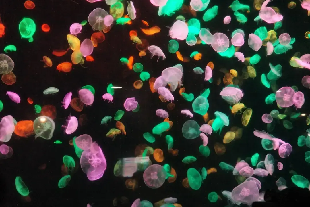 A school of colorful jellyfish floats in dark water.