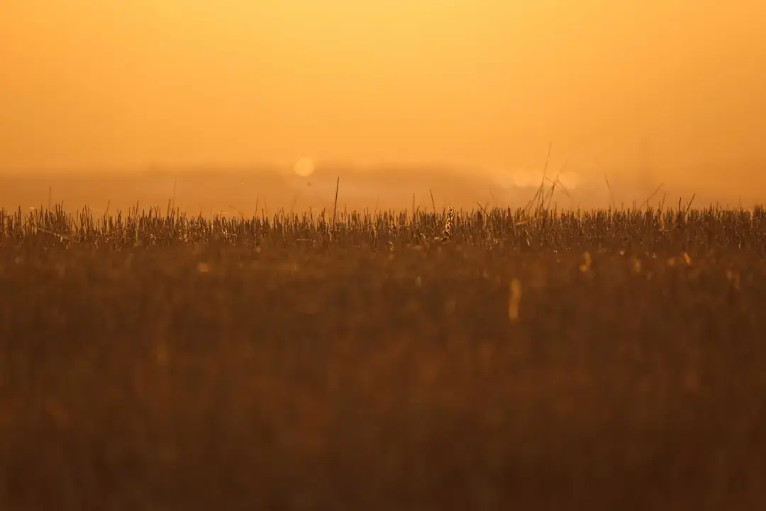 A vast cotton crop field with fluffy white cotton bolls glowing under a warm golden hour sunset sky