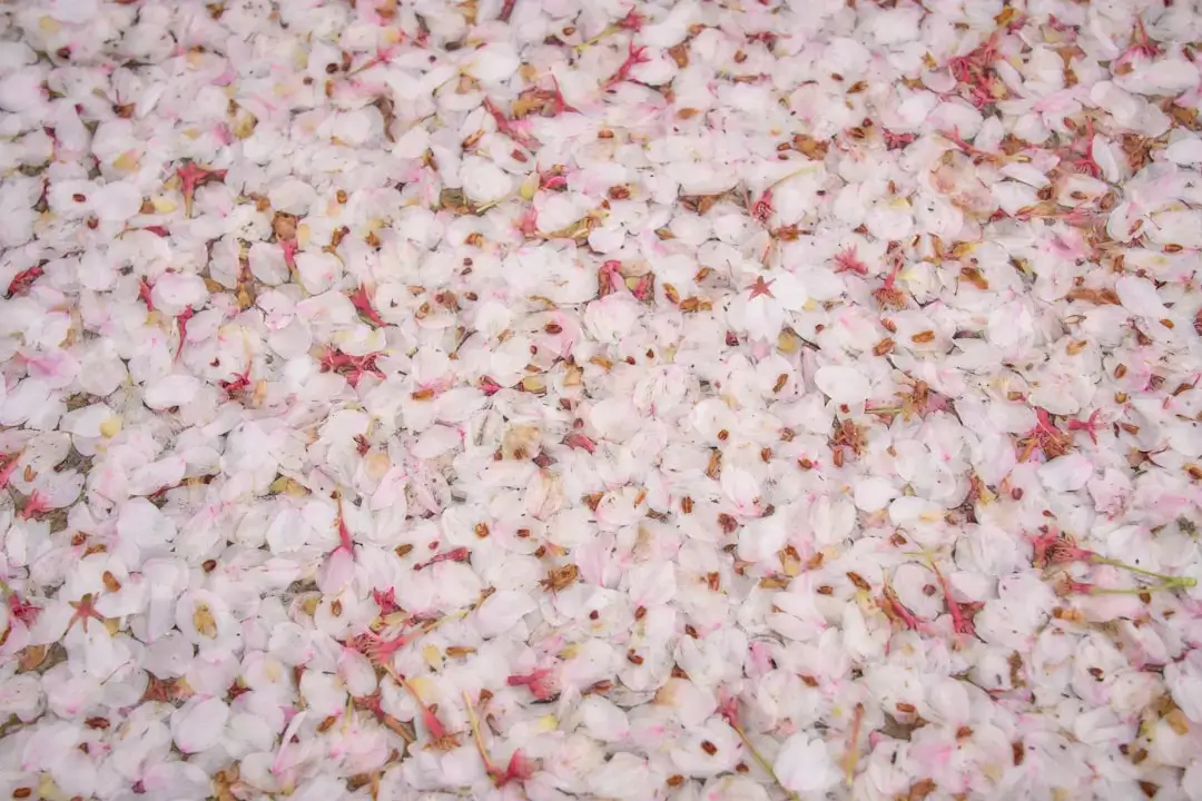 Fallen cherry blossom petals blanket the ground.