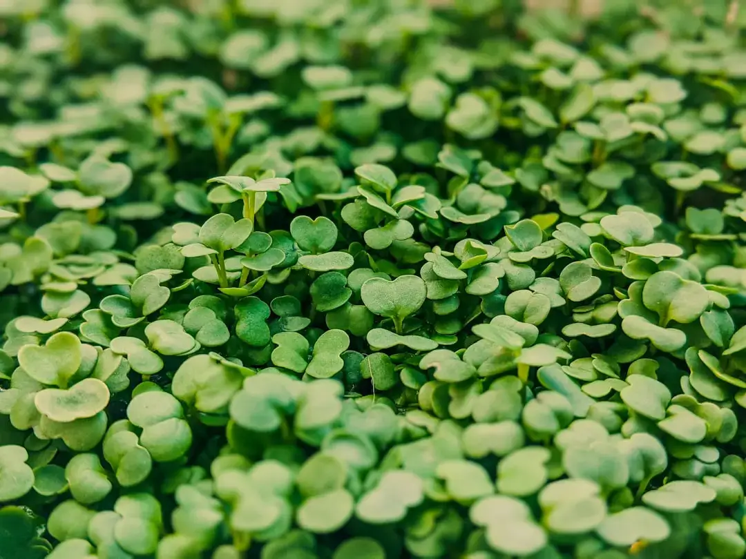 A bunch of fresh green arugula leaves neatly stored in a clear food container to maintain crispness and quality.