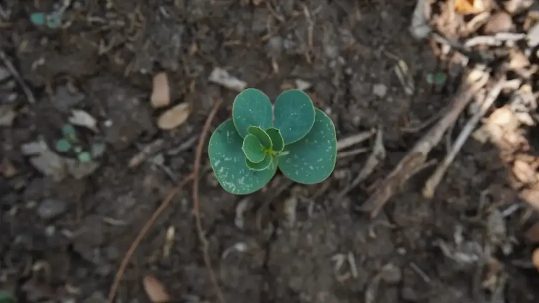 A small green plant sprout emerging from dark soil against a soft bokeh background.