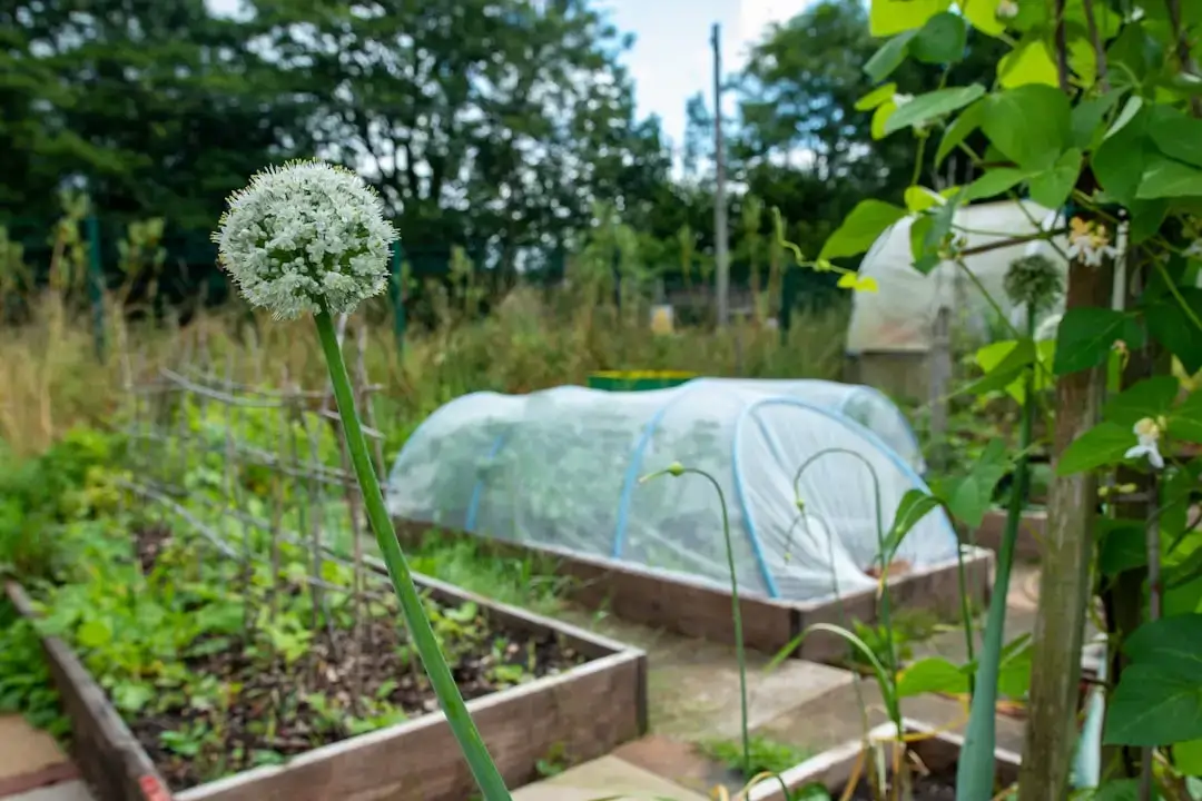 A vibrant and lush backyard vegetable garden featuring various rows of fresh green plants under bright daylight.