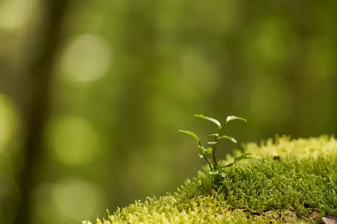 A modern office space filled with lush green plants representing a sustainable and eco-friendly business future.