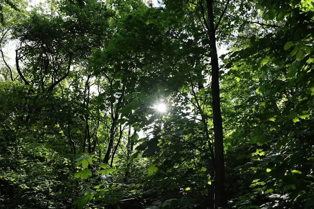 A vibrant and lush green landscape representing global ecology and environmental conservation.