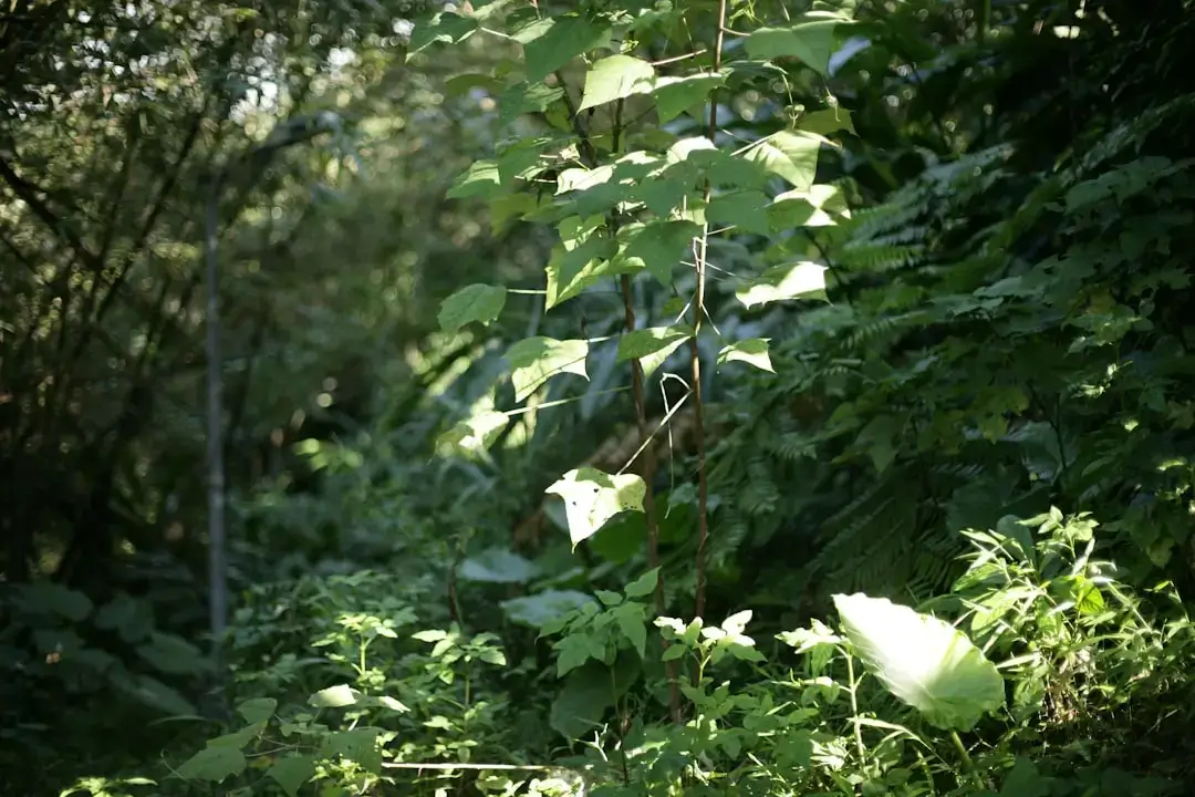 Green leaves and plants in a sunlit forest