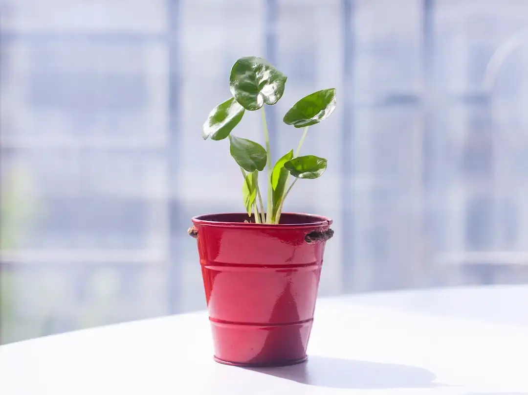 A healthy green sprout growing out of rich, dark potting soil.