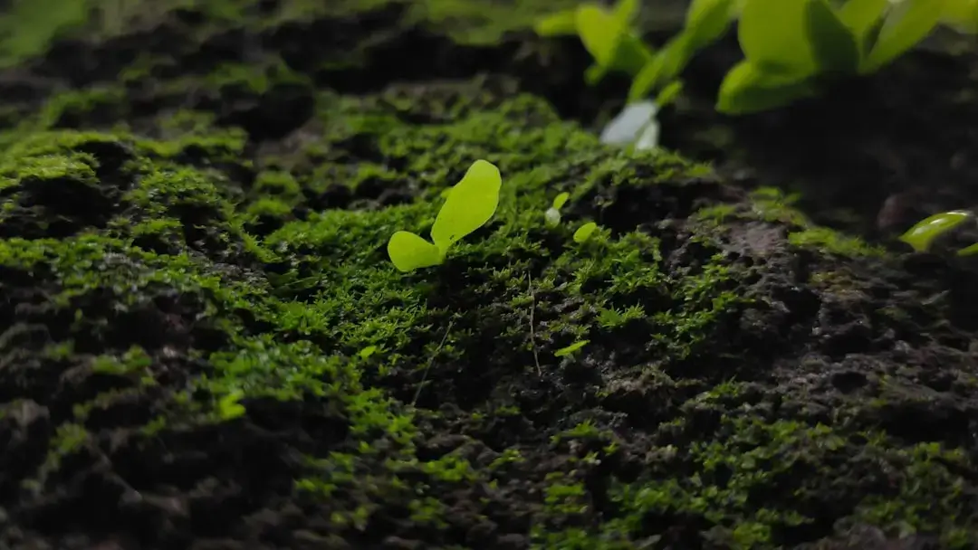 A small green seedling sprouting from dark fertile soil symbolizing growth and ecology