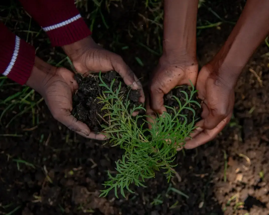 Close-up of human hands gently planting a fresh green seedling into fertile organic soil.