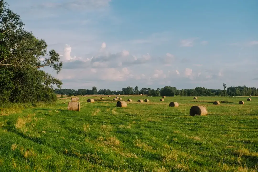 Hay bales dot a green field under a blue sky.