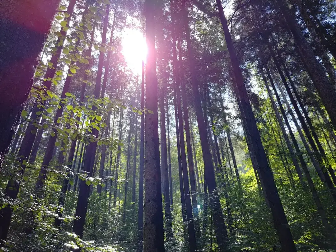 A panoramic view of a lush green forest landscape with sunlight filtering through dense tree canopies.