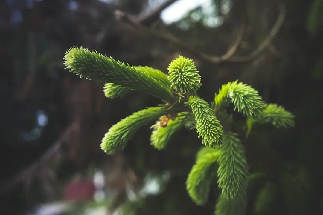 Un denso y vibrante bosque de pinos verdes con altos árboles de hoja perenne bajo una suave luz natural.
