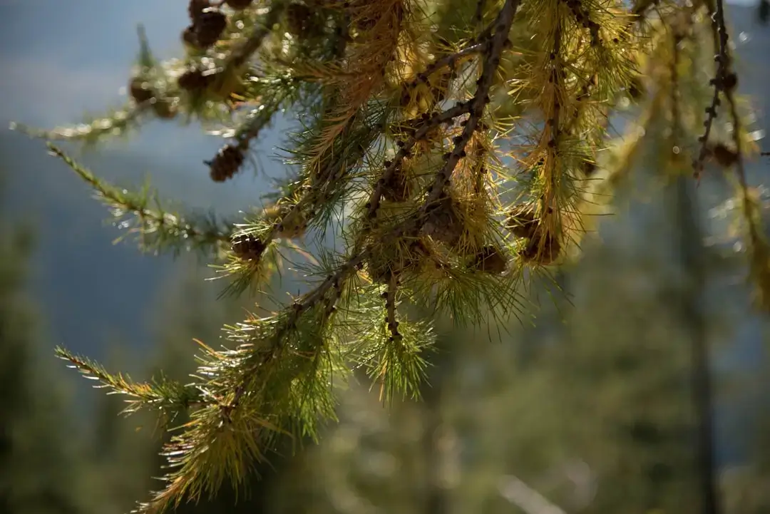A scenic view of tall Scots pine trees with their characteristic orange-brown bark and green needles against a clear sky.