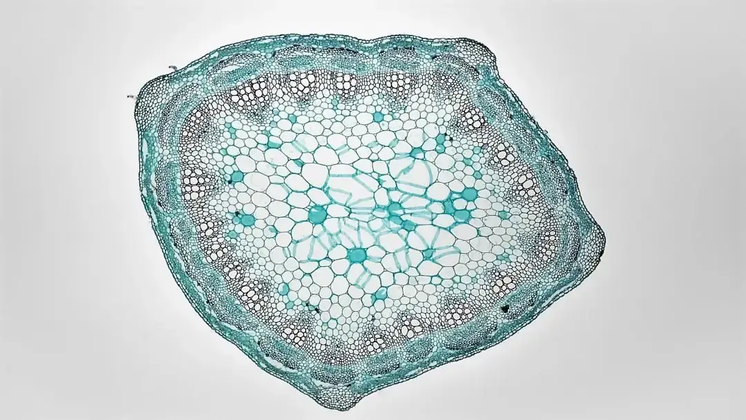 Microscopic view of interlocking white cellulose fibers forming a natural organic background structure