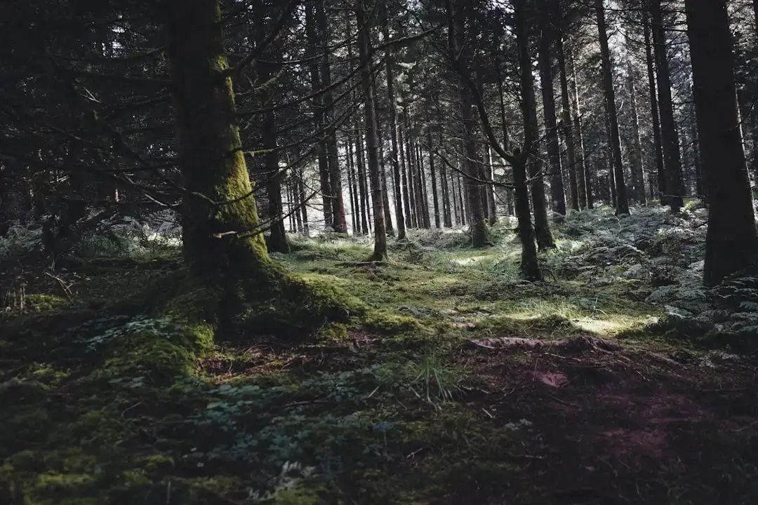 Un frondoso bosque mixto que muestra una mezcla de agujas de pino verde y follaje de árboles de hoja ancha caducifolios bajo una suave luz natural.