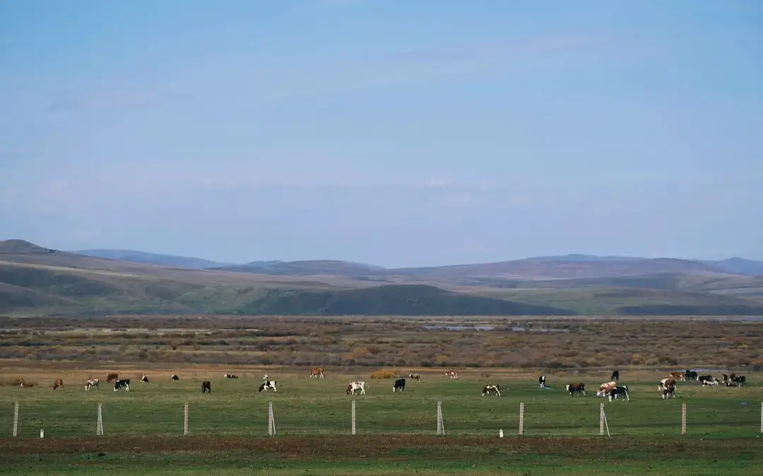 A herd of organic dairy cows grazing on a lush green pasture at a sustainable farm.