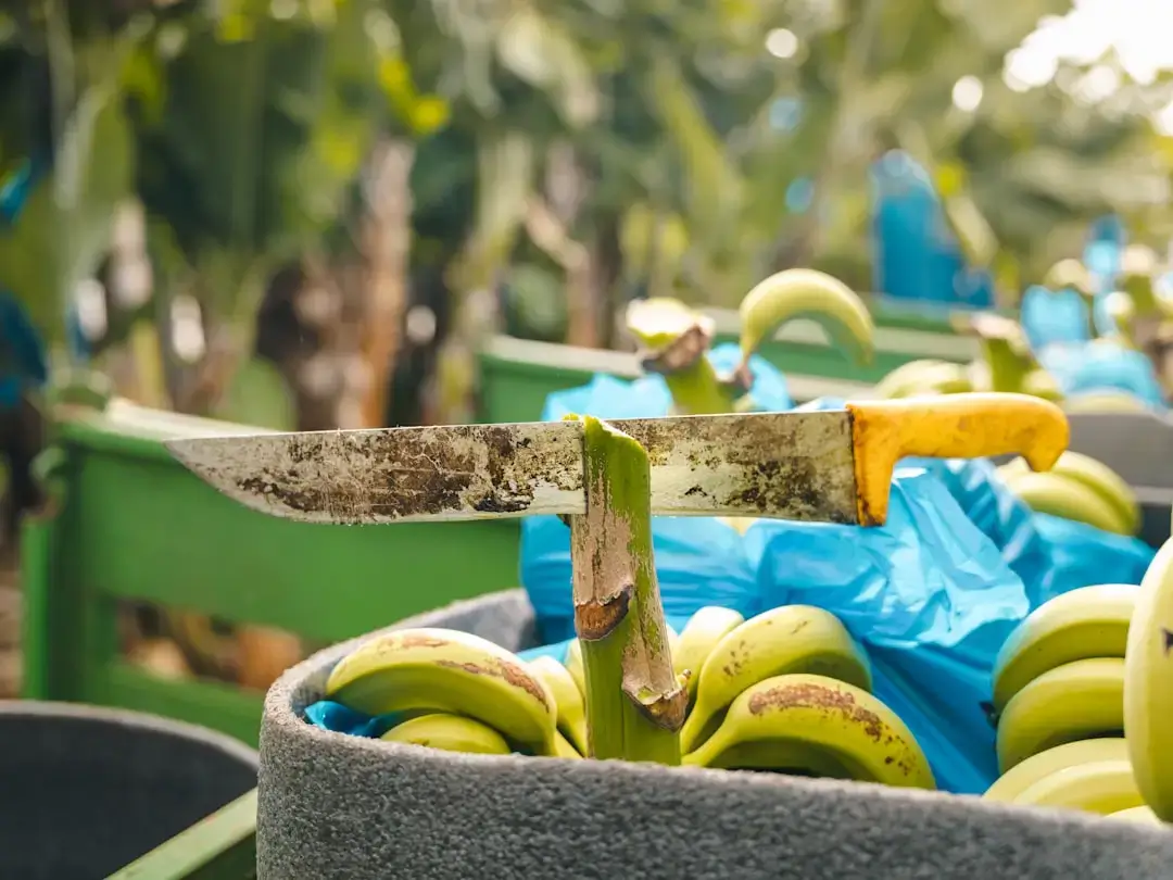 Close-up of fresh organic vegetables and green leaves representing certified natural food products.