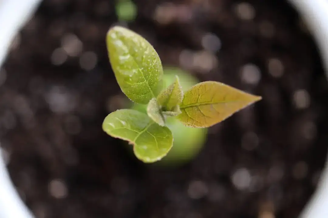 A close-up of hands gently cupping a small green seedling growing out of fertile dark soil