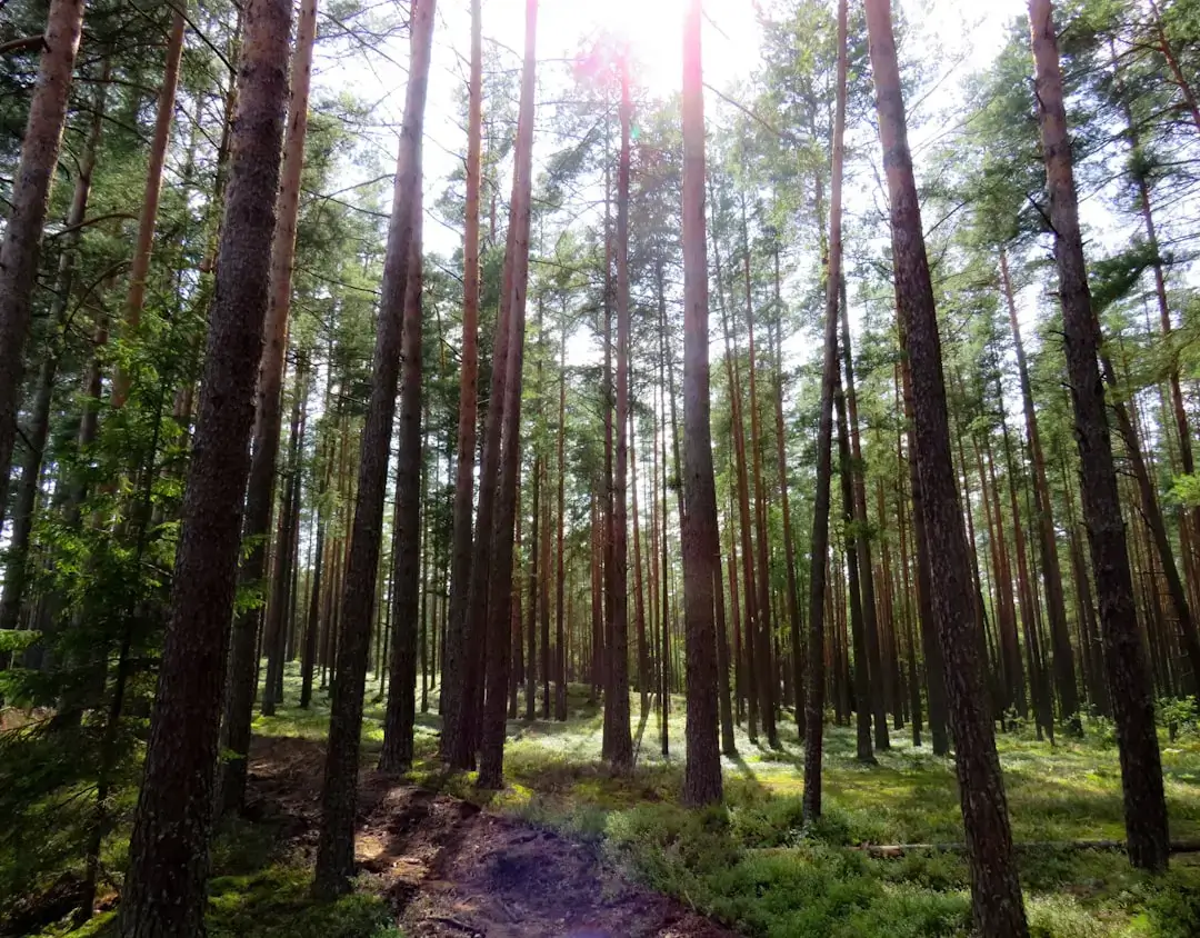 Warm morning sunlight filtering through the needles of a young pine forest development