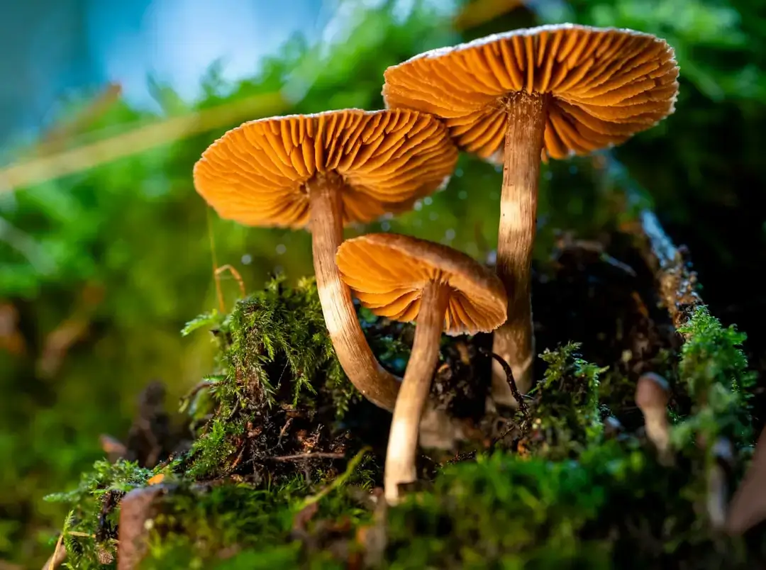 Grzyby rosnące na mchu wspomagające obieg materii