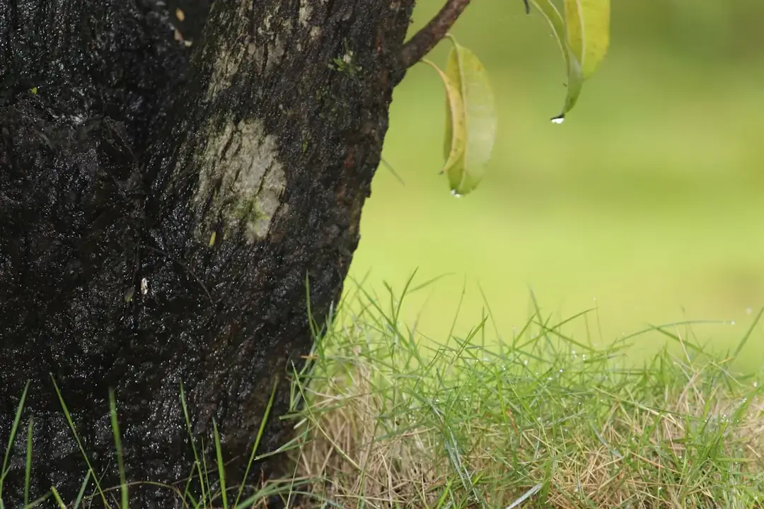 A close-up shot of a small bonsai tree being watered in a ceramic pot, with visible water droplets on its delicate leaves.