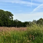 a field with tall grass and trees in the background