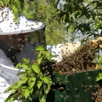 brown and black bee on green plant