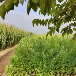 a dirt road surrounded by tall grass and trees