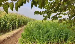 Jak założyć gospodarstwo ekologiczne: Kompletny poradnik krok po kroku w 2025/2026