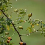 Ekologiczne opryski drzew owocowych – jak dbać o sad bez grama chemii