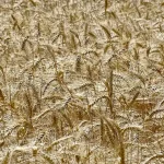 Mąka pszenna ekologiczna – dlaczego Twoja kuchnia (i planeta) zasługuje na ten drobny gest?