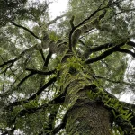 low angle photography of green tree during daytime
