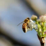 selective focus photography of bee on flower