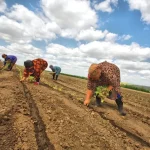 Produkcja żywności ekologicznej wymagania: Kompleksowy przewodnik po przepisach UE i polskich standardach