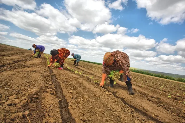 Farm workers planting crops in a field.