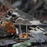 Two small mushrooms among fallen leaves