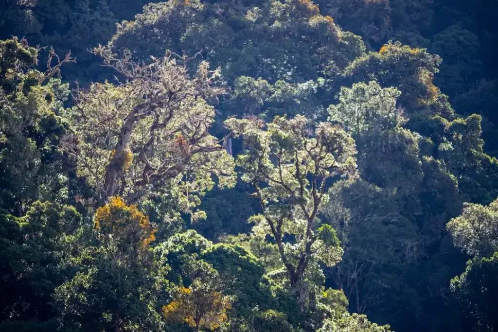 A herd of cattle grazing on a lush green forest