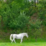 a white horse in a meadow
