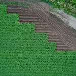 an aerial view of a farm field with rows of crops