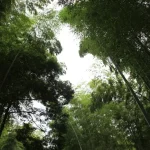 Czy bambus jest ekologiczny? Kompletna analiza [2026]