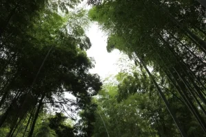 Czy bambus jest ekologiczny? Kompletna analiza [2026]