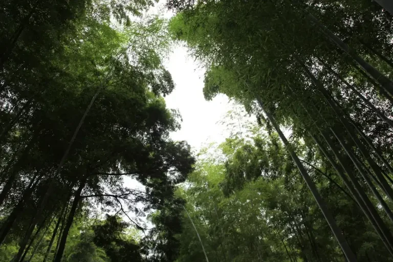 a group of tall trees standing next to each other