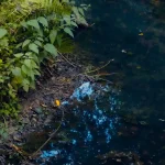 a stream running through a lush green forest