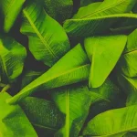 a close up of a bunch of green leaves
