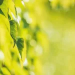 a close up of leaves on a tree
