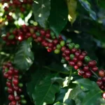 Kawa organiczna: co to jest? Kompletny poradnik [2026]