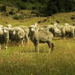 A close-up of a fluffy merino sheep grazing in a green field, symbolising natural wool production and sheep farming.